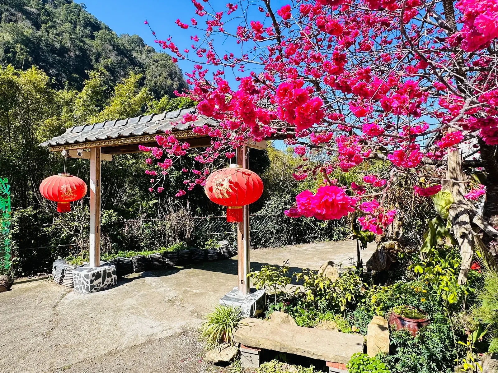 伍貳居所春日盛開的粉紅花樹與紅燈籠